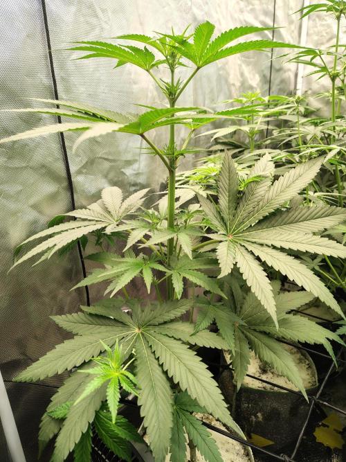 RS11 (Rainbow Sherbet). Week 6