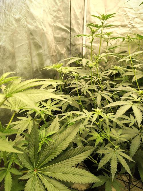 RS11 (Rainbow Sherbet). Week 6