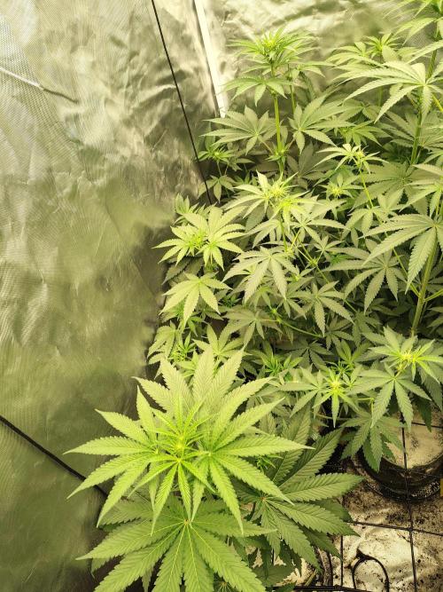 RS11 (Rainbow Sherbet). Week 6