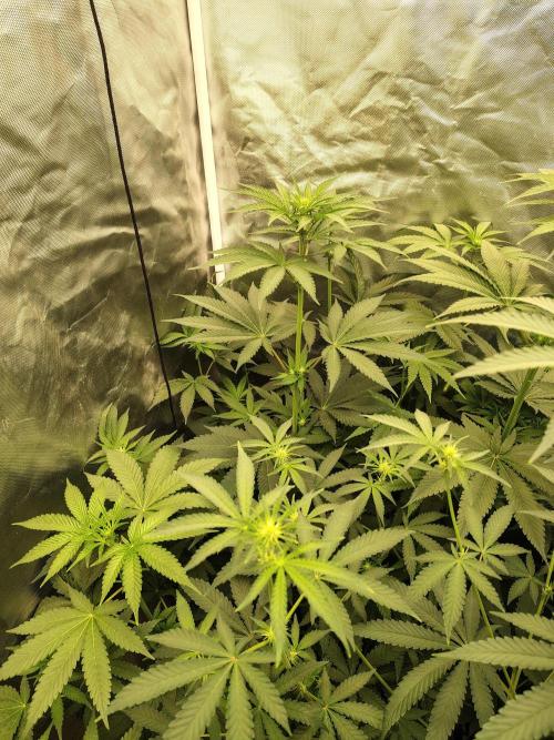 RS11 (Rainbow Sherbet). Week 6