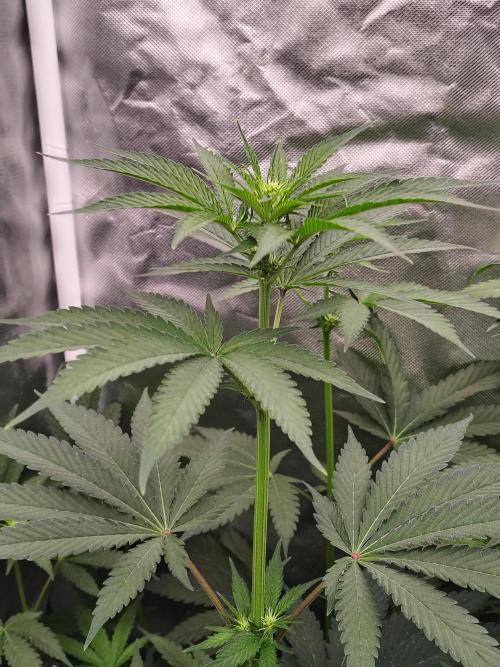 RS11 (Rainbow Sherbet). Week 6