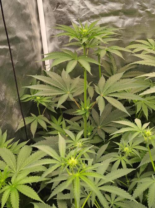 RS11 (Rainbow Sherbet). Week 6