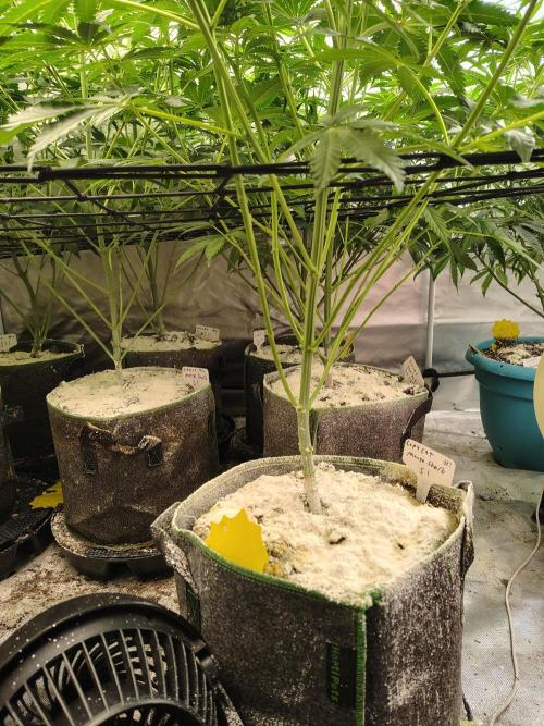 Mango Sherb S1. Week 6