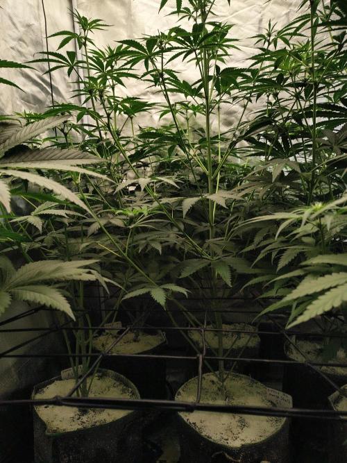 Mango Sherb S1. Week 6