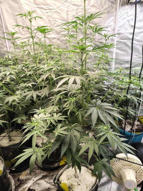 Mango Sherb S1. Week 6