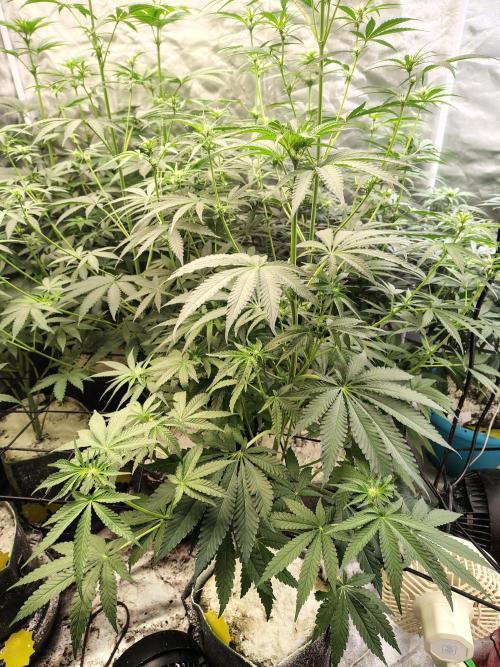 Mango Sherb S1. Week 6