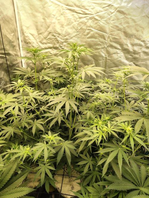 Mango Sherb S1. Week 6