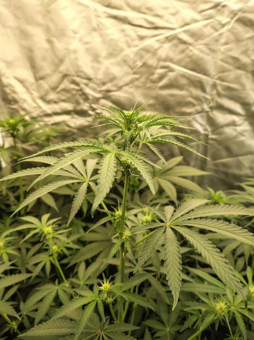 Mango Sherb S1. Week 6