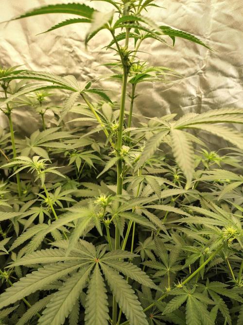 Mango Sherb S1. Week 6