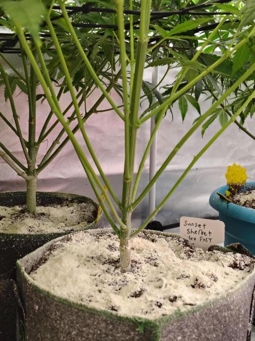 Sunset Sherbet Go Fast. Week 6