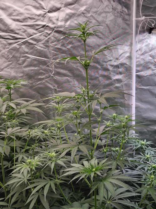 Sunset Sherbet Go Fast. Week 6