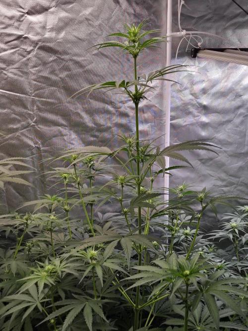 Sunset Sherbet Go Fast. Week 6