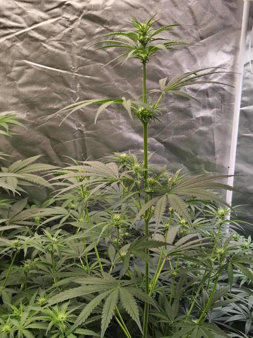 Sunset Sherbet Go Fast. Week 6