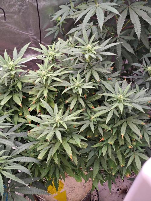 Alien Moonrocks. Week 12