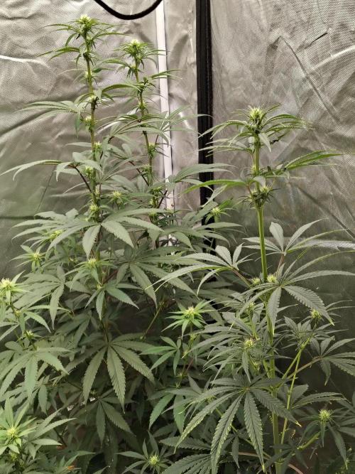 Blueberry Swirl. Week 13