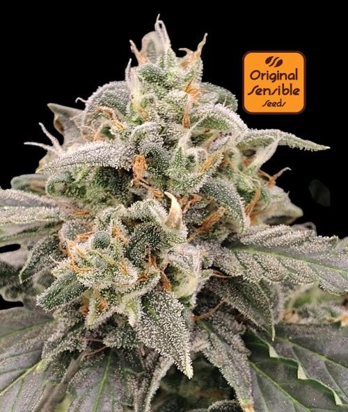 Blueberry Cookies. Week 12