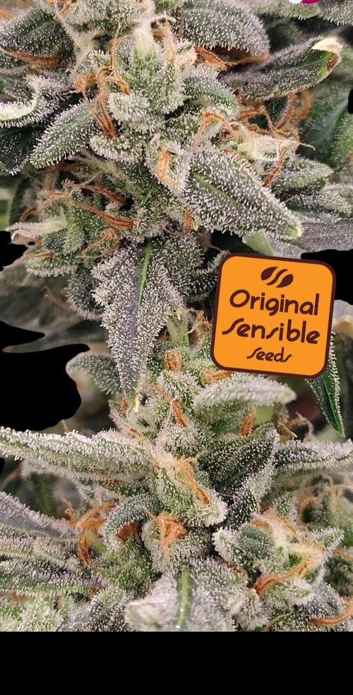 Blueberry Cookies. Week 12