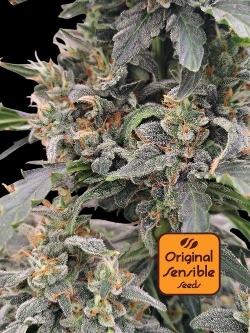 Blueberry Cookies. Week 12