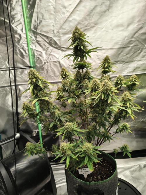 FrostBanger Auto. Week 9