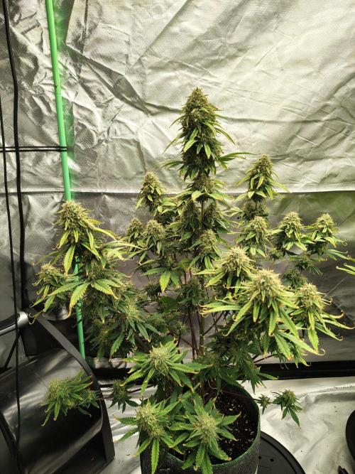 FrostBanger Auto. Week 9