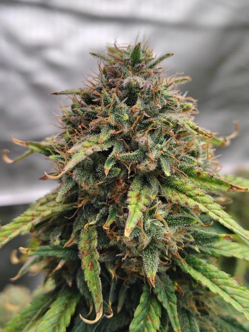 FrostBanger Auto. Week 9