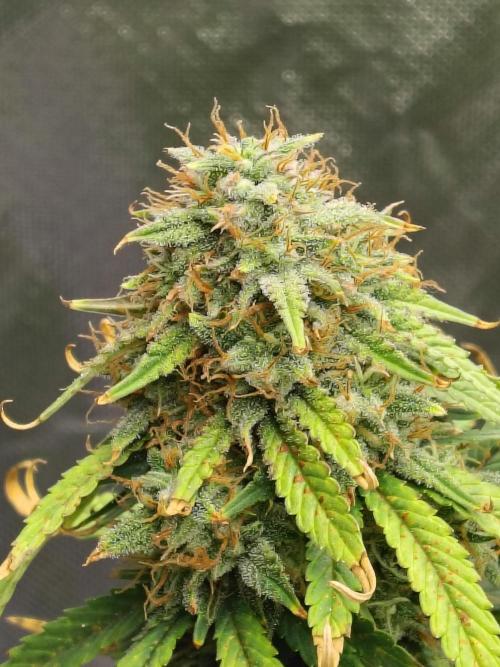 FrostBanger Auto. Week 9