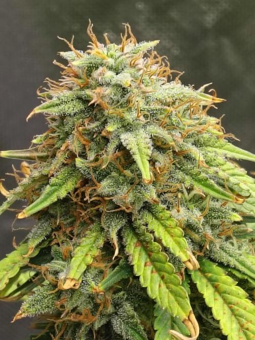 FrostBanger Auto. Week 9