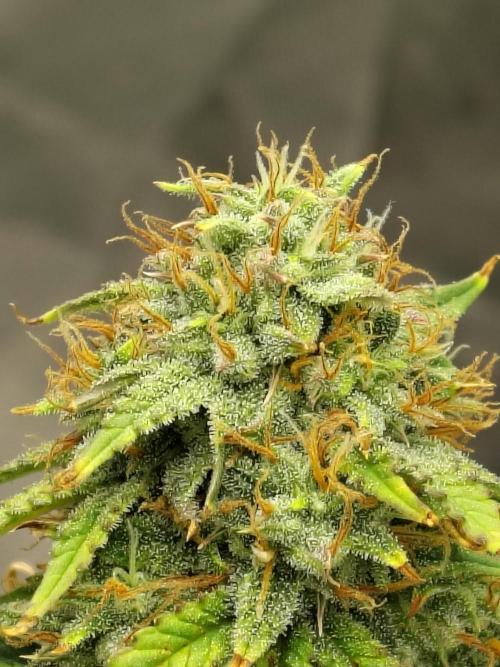 FrostBanger Auto. Week 9