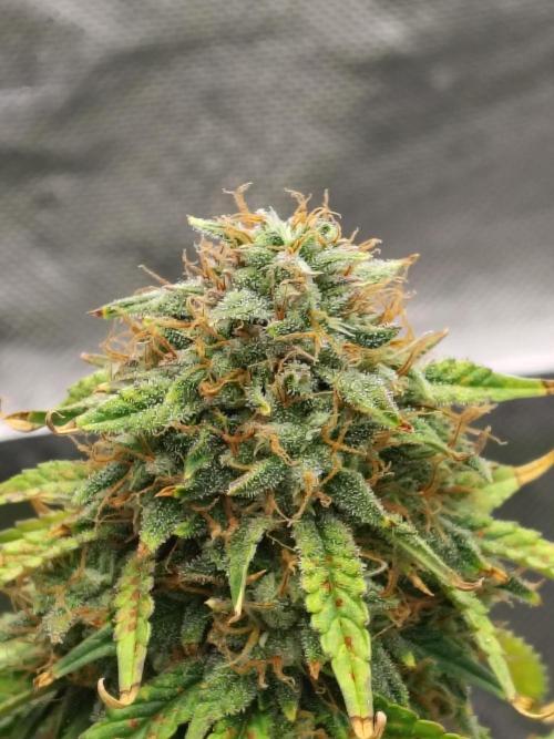 FrostBanger Auto. Week 9