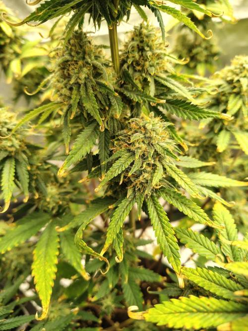 FrostBanger Auto. Week 9