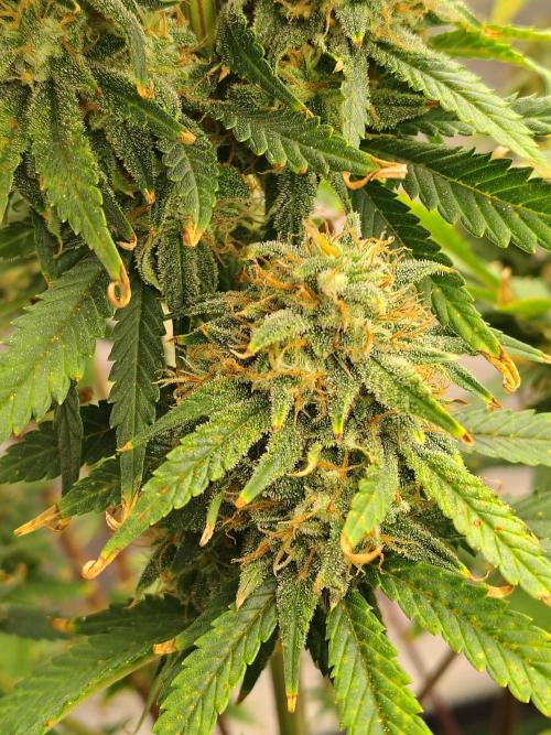 FrostBanger Auto. Week 9