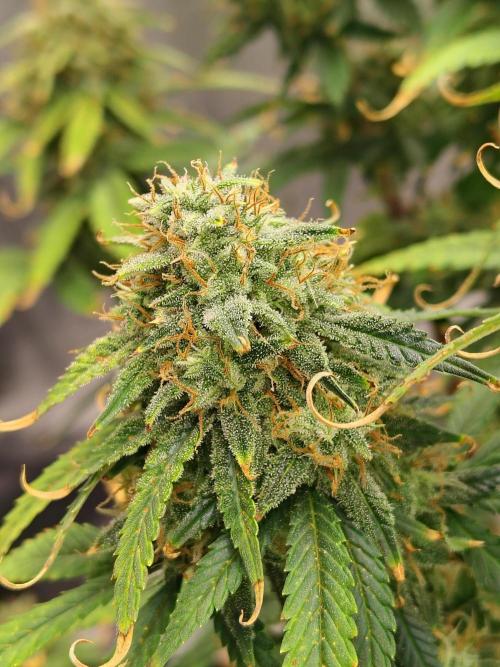 FrostBanger Auto. Week 9