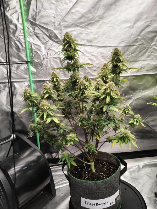 FrostBanger Auto. Week 9