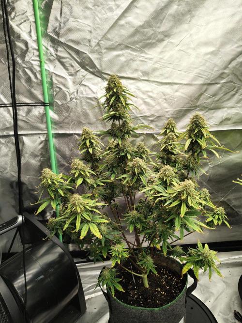 FrostBanger Auto. Week 9