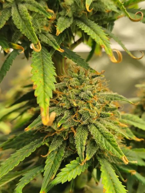 FrostBanger Auto. Week 9