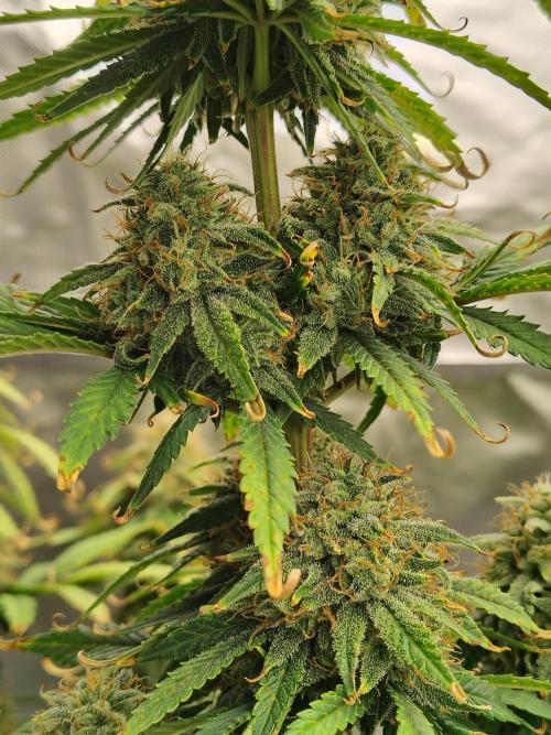 FrostBanger Auto. Week 9