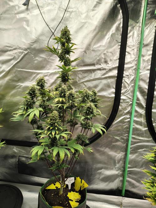 FrostBanger Auto. Week 9