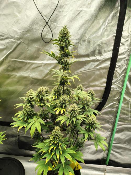 FrostBanger Auto. Week 9