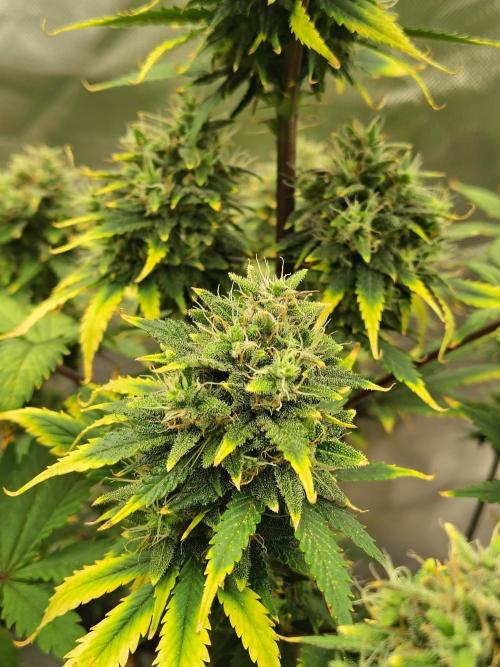 FrostBanger Auto. Week 9