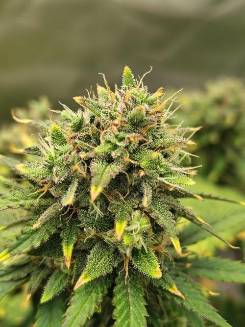 FrostBanger Auto. Week 9