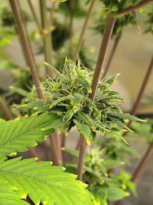 FrostBanger Auto. Week 9