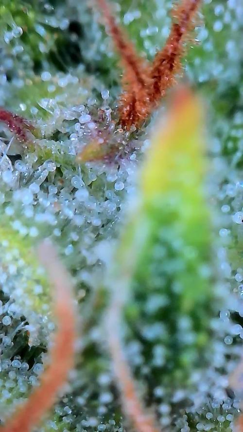 FrostBanger Auto. Week 9