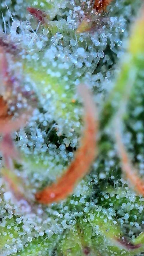 FrostBanger Auto. Week 9