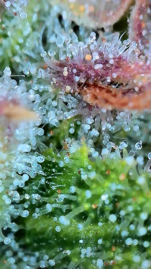 FrostBanger Auto. Week 9