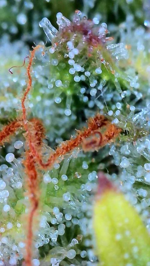 FrostBanger Auto. Week 9