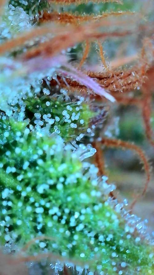 FrostBanger Auto. Week 9