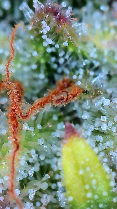 FrostBanger Auto. Week 9