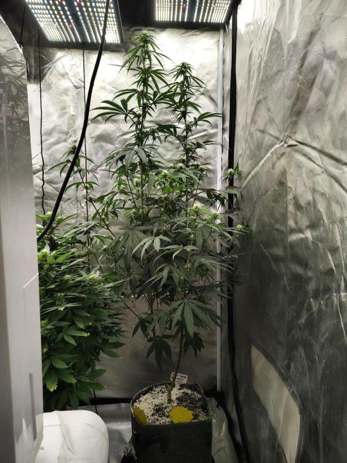 Blueberry Swirl. Week 14