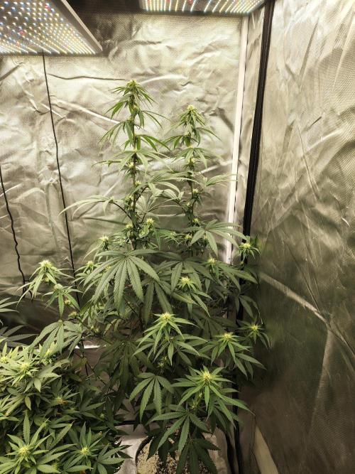 Blueberry Swirl. Week 14