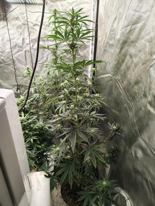 Sunset Sherbet. Week 7